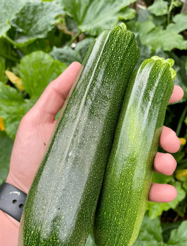 Two freshly harvested courgettes