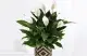A peace lily that may need repotting