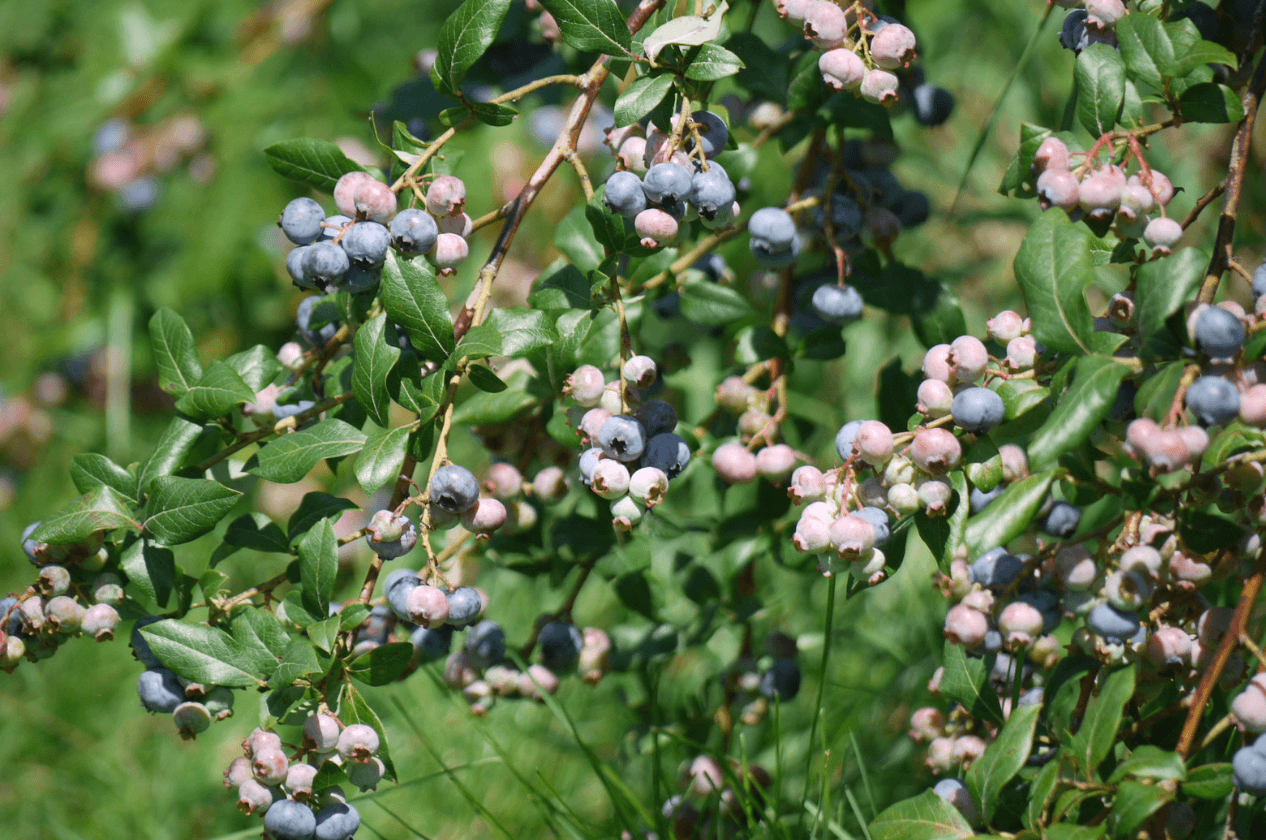 A Blueberry Bush