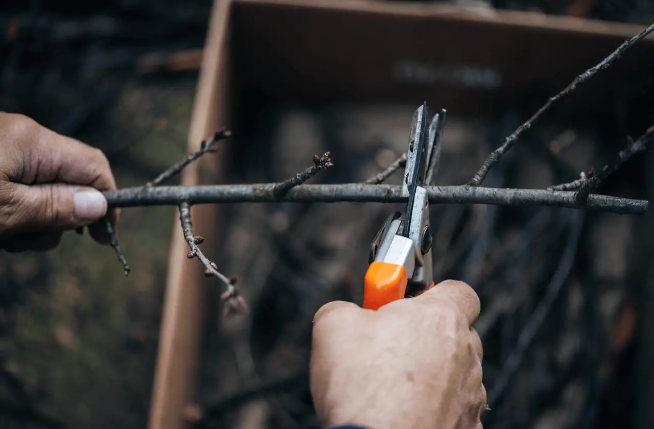Tools for pruning