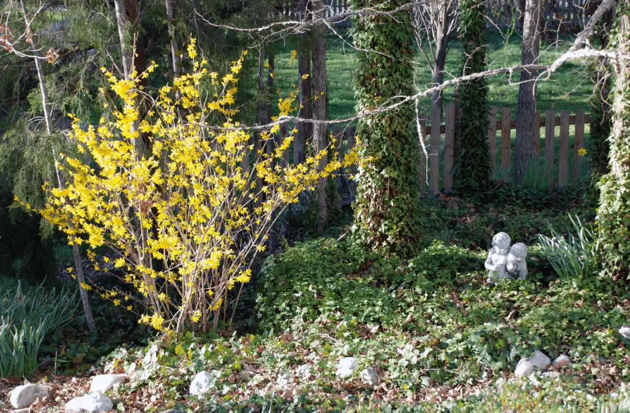 a yellow shrub in a garden