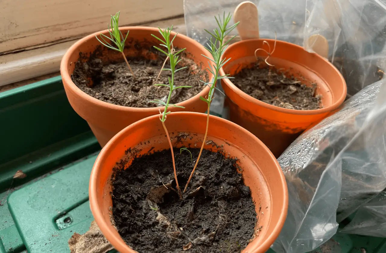 Growing a pine from seed