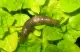 a slug on leaves