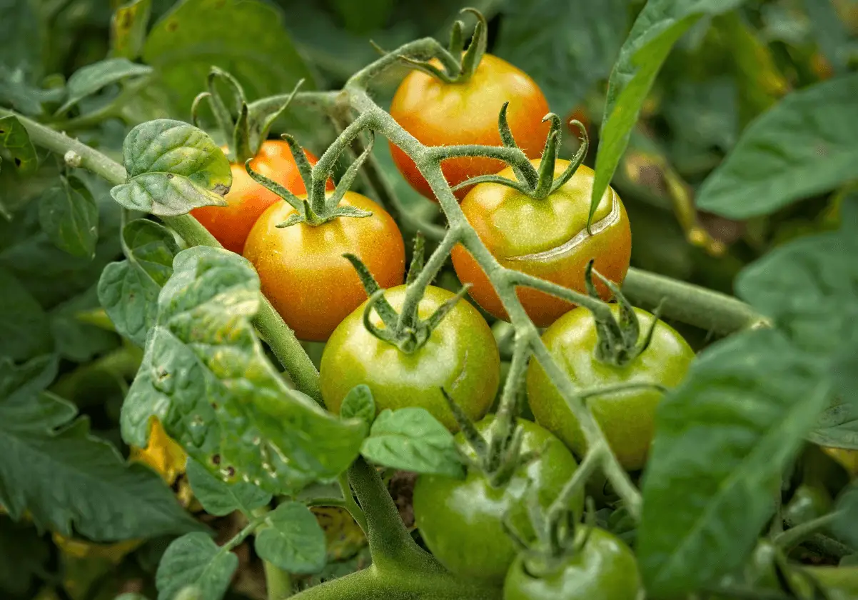 gardeners delight tomato